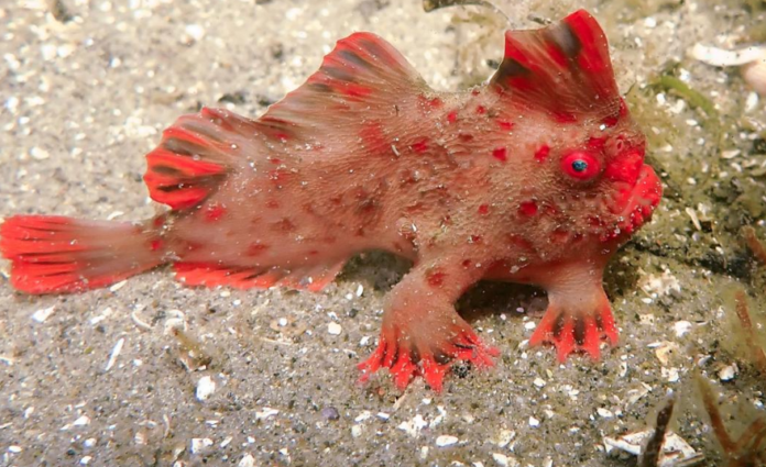 Rare Red Handfish Rescued